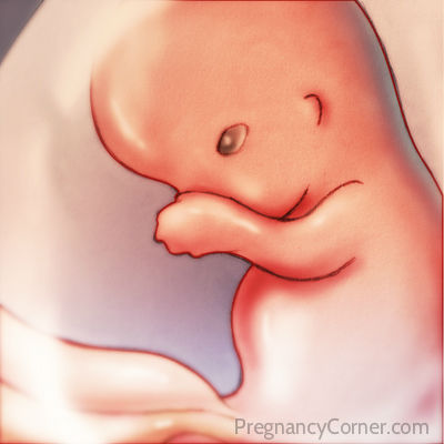 8-weeks-pregnant.jpg
