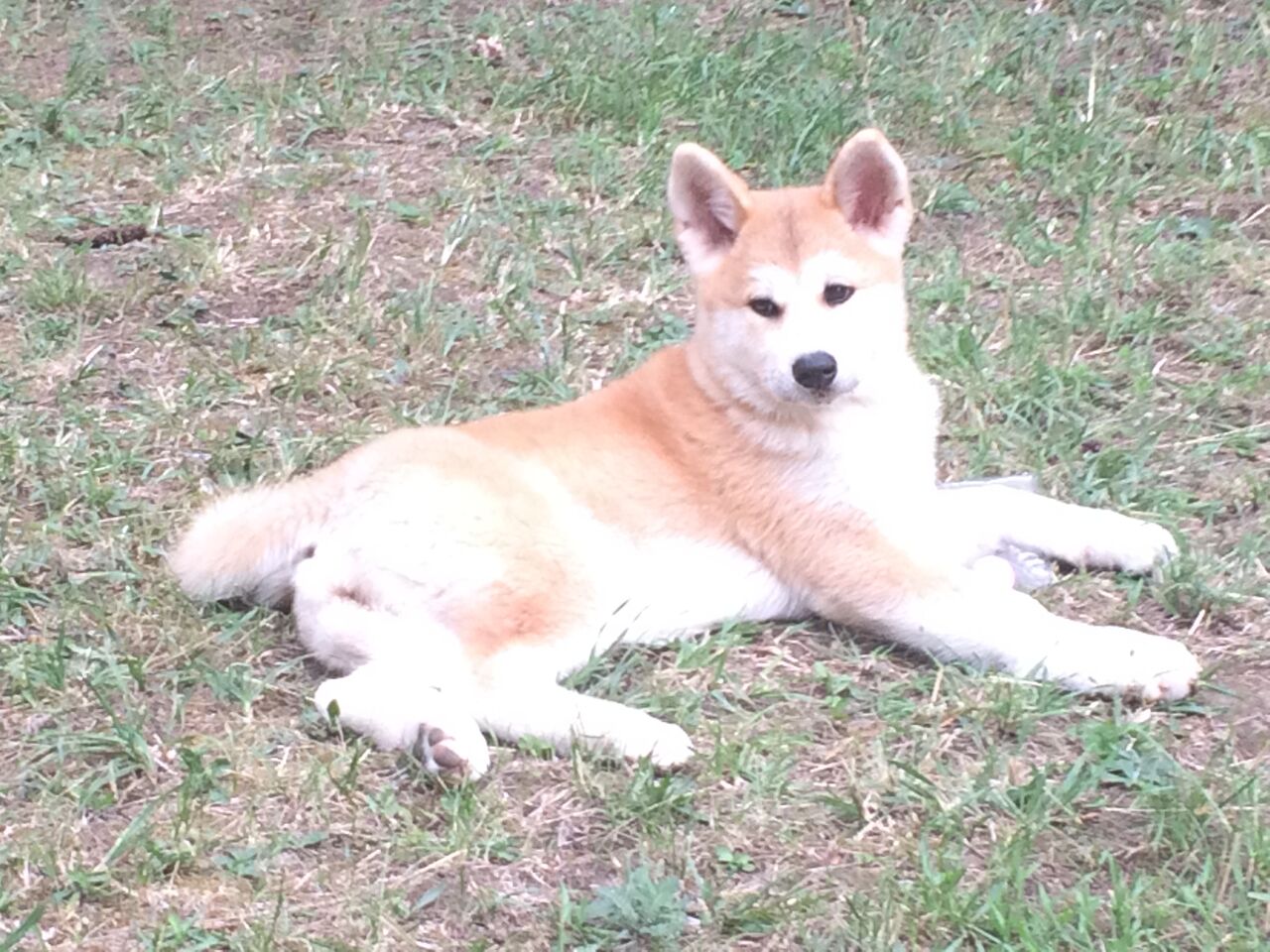akina4.JPG