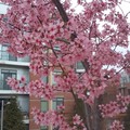 Cseresznyefa virágzás