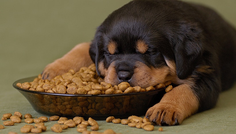 dog-too-much-food.jpg