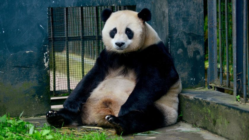 fat-panda.jpg