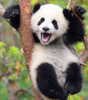 happy-panda.jpg