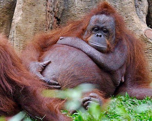 orangutan-belly.jpg