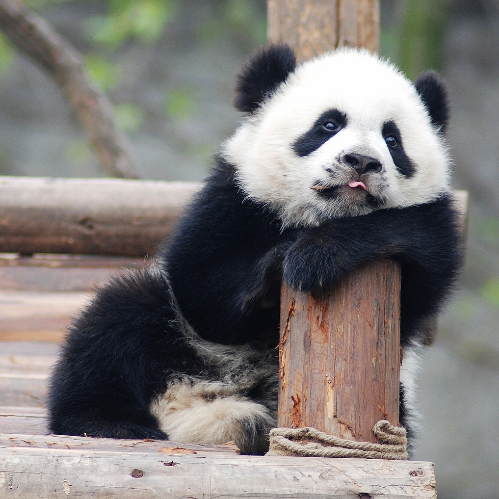 panda-feeling-bad.jpg