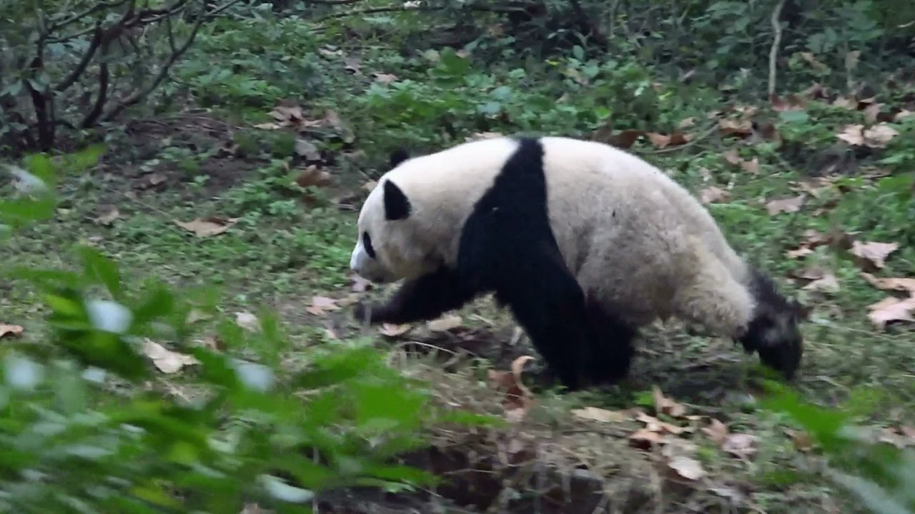 running-panda.jpg