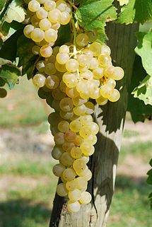 trebbiano.jpg