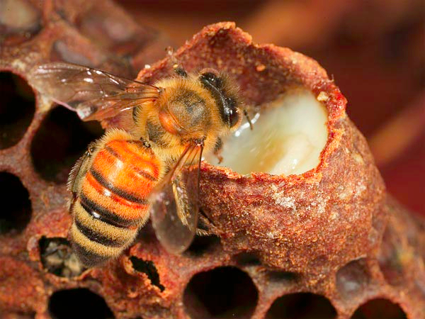 méhecske.jpg