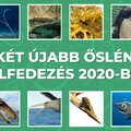 Tizenkét újabb őslénytani felfedezés 2020-ból