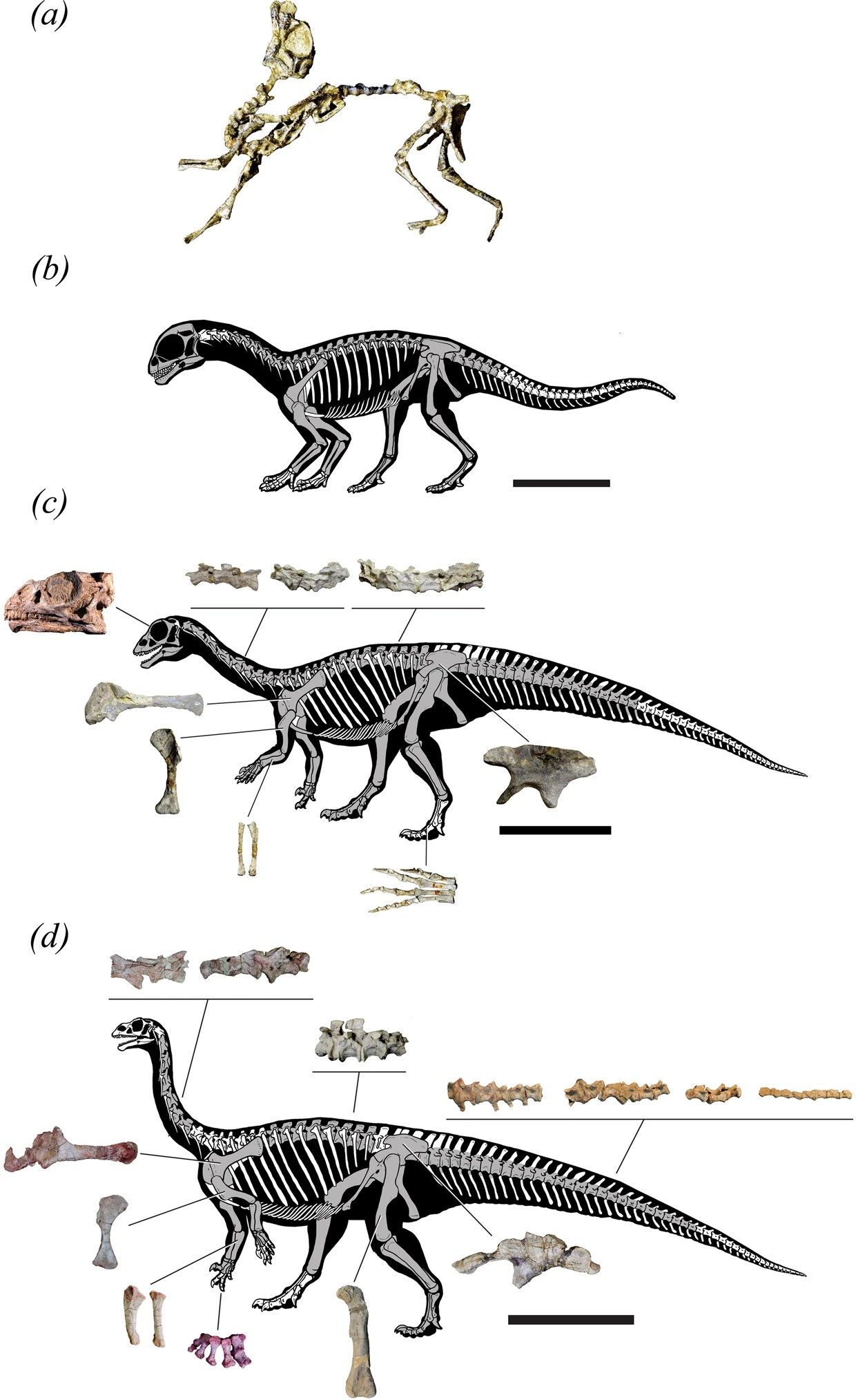 _jpg_mussaurus-generaciok_alejandro_otero_tarsai.jpg