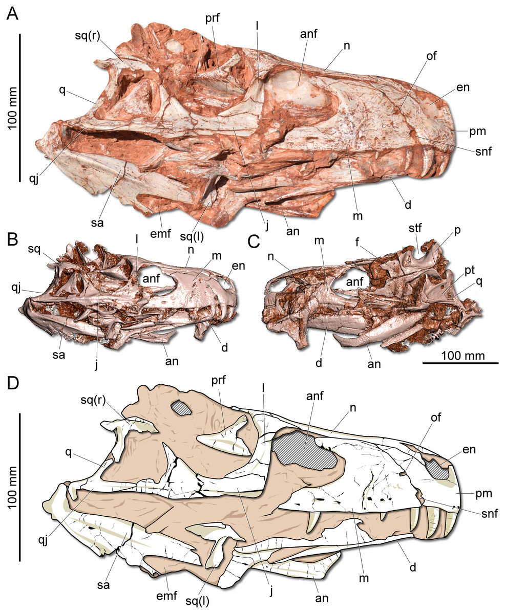 a_gnathovorax_koponyaja_cristian_pacheco_tarsai.jpg