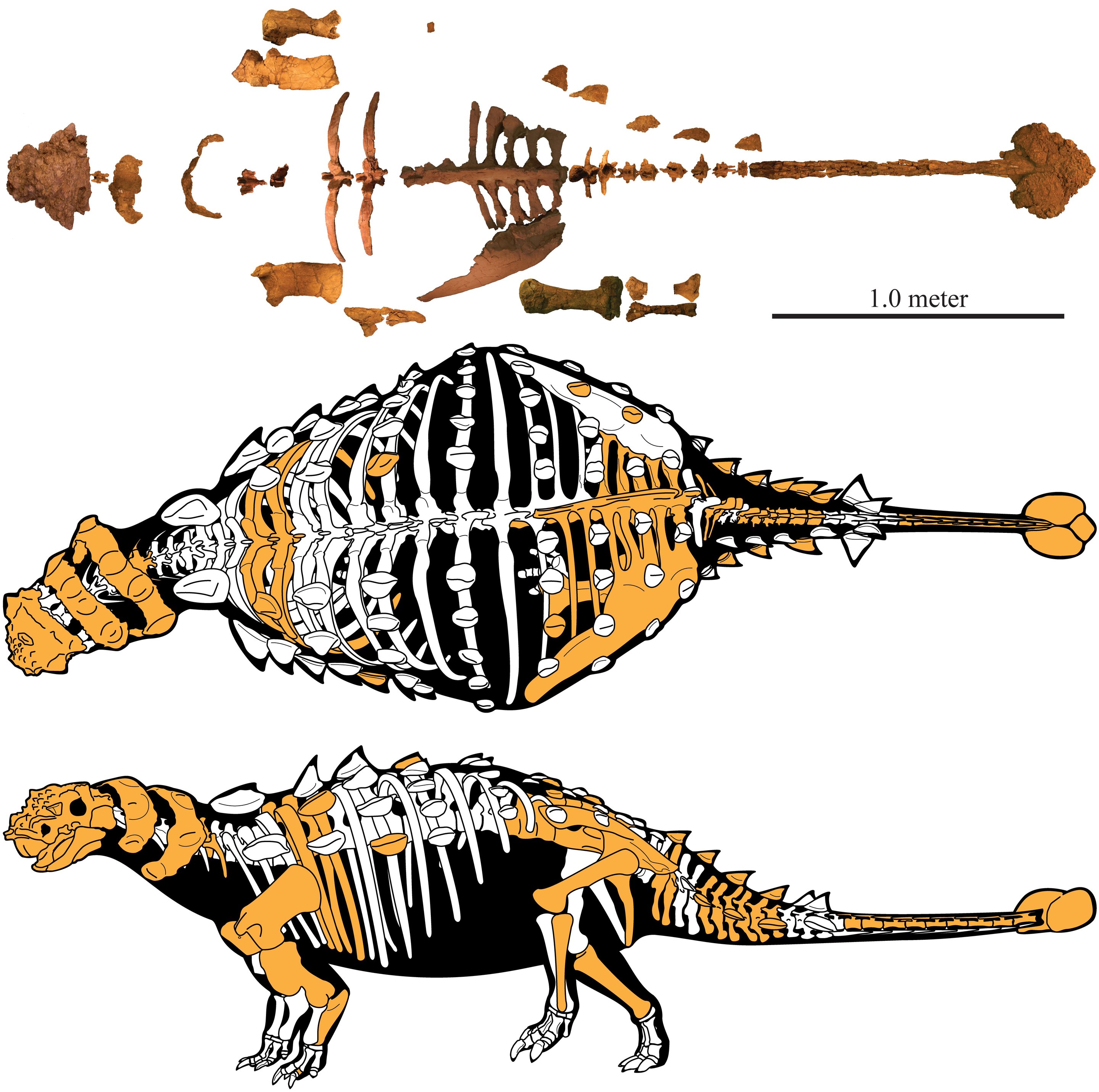 akainacephalus_johnsoni_maradvanyai_es_a_csontvaz_rekonstrukcioja_jelle_wiersma.jpg