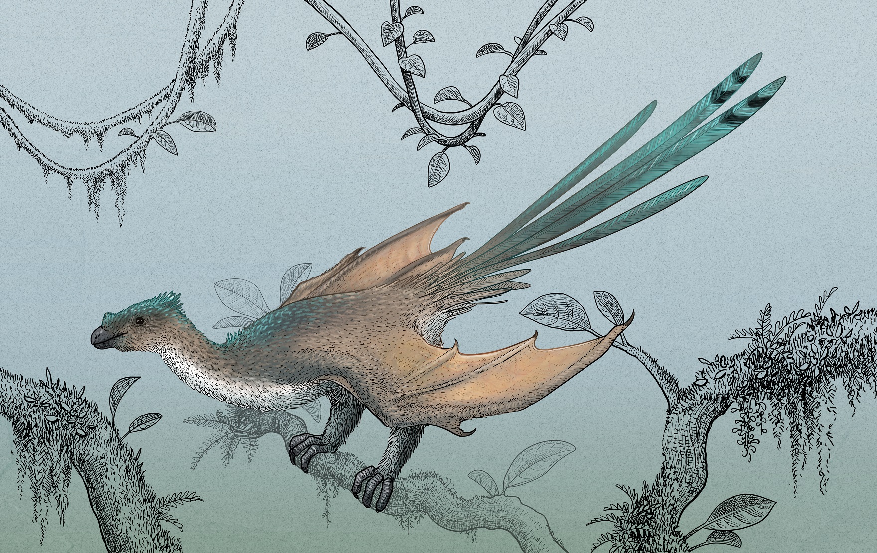 ambopteryx_jeneses_imre.jpg