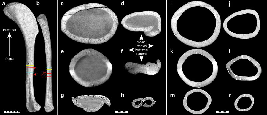 az_archaeopteryx_felkar-_es_singcsontjanak_keresztmetszete_voeten_es_tarsai.jpg