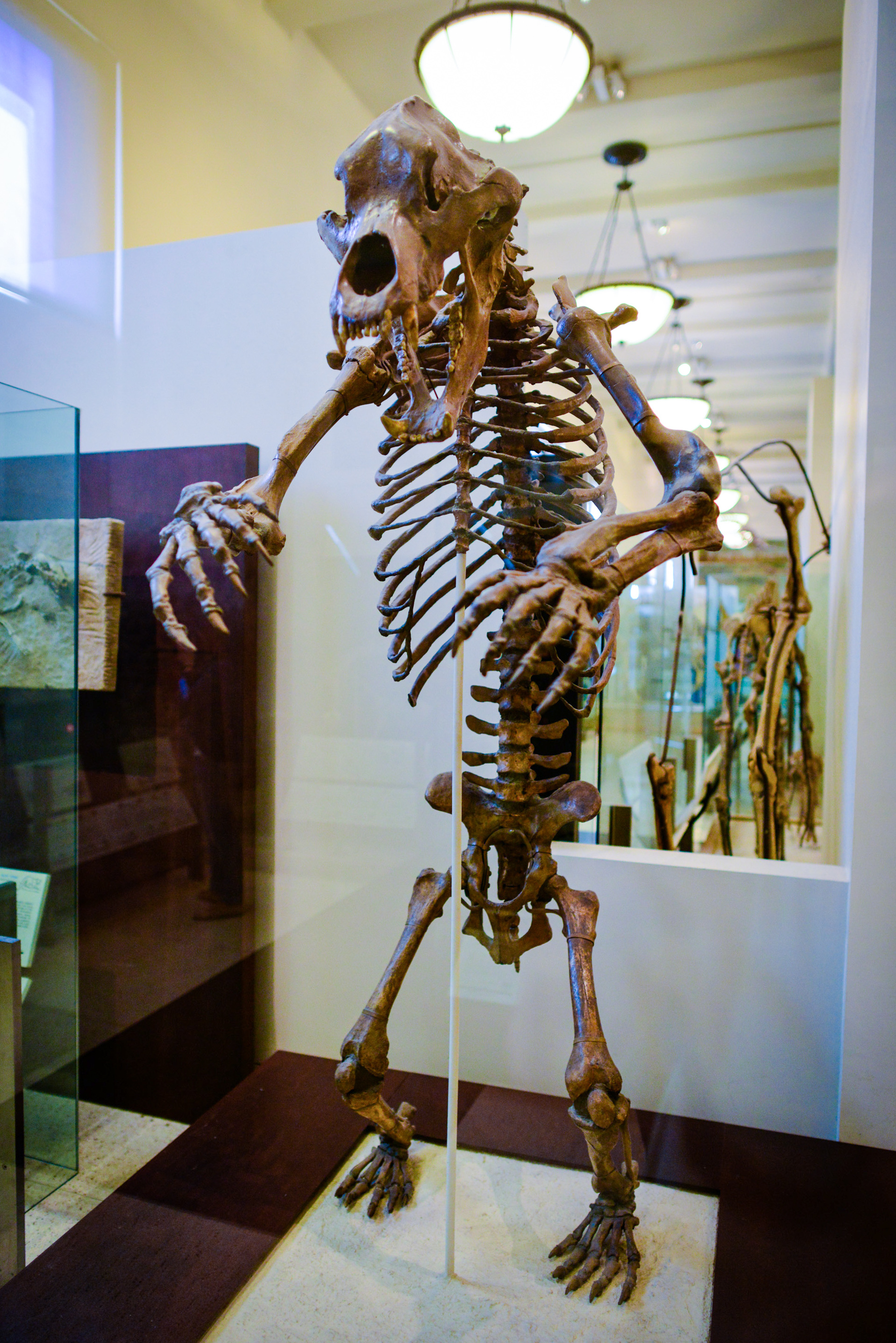 barlangi_medve_csontvaza_american_museum_of_natural_history.jpg