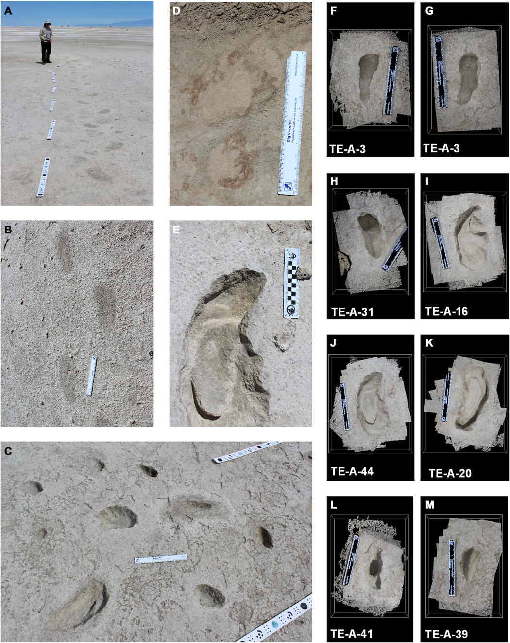 foldilajhar-_es_emberi_labnyomok_david_bustos.jpg