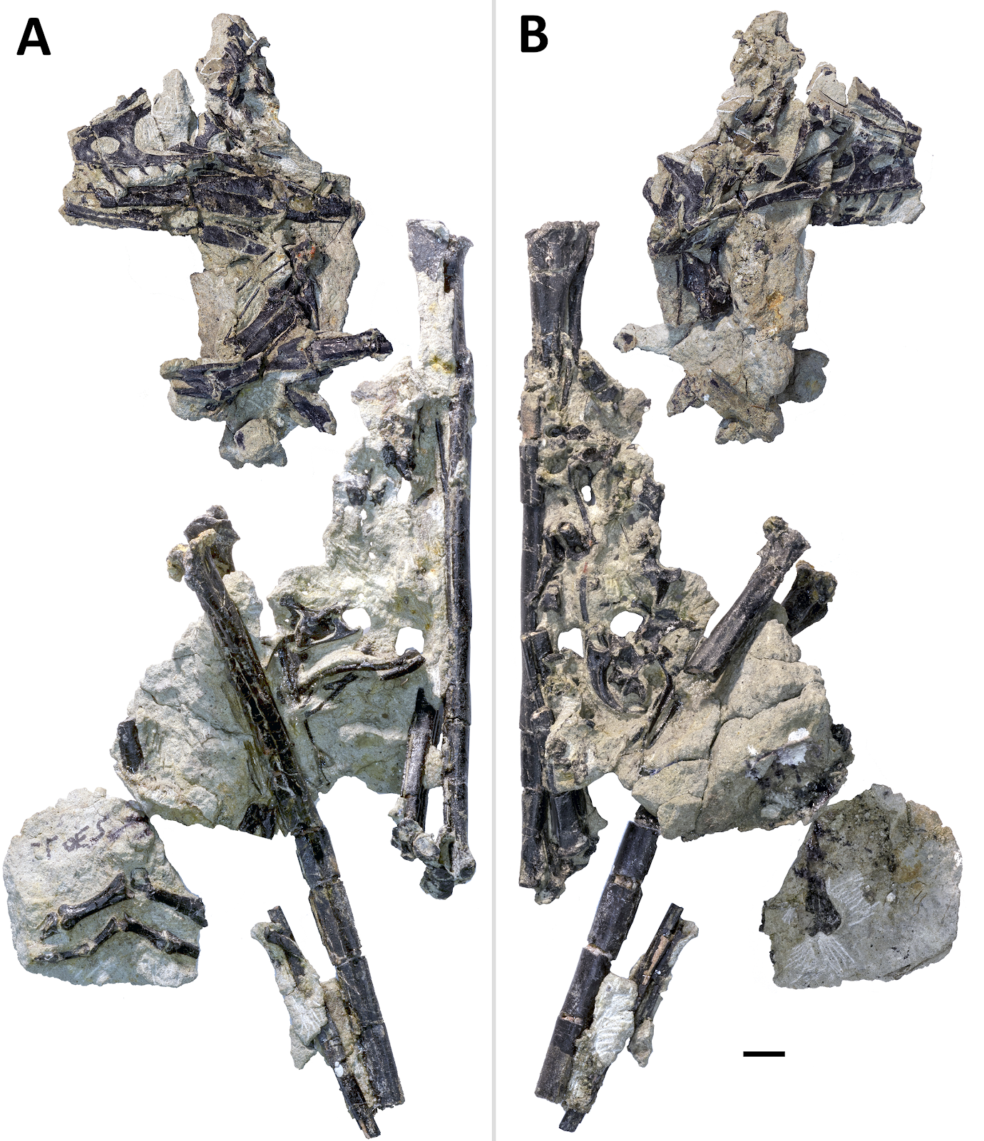 hesperornithoides-fossziliak_01_scott_hartman_tarsai.png