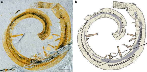 inquicus_fellatus-_es_cricocosmia_jinningensis-kovuletek_pejjun_cung_tarsai.jpg