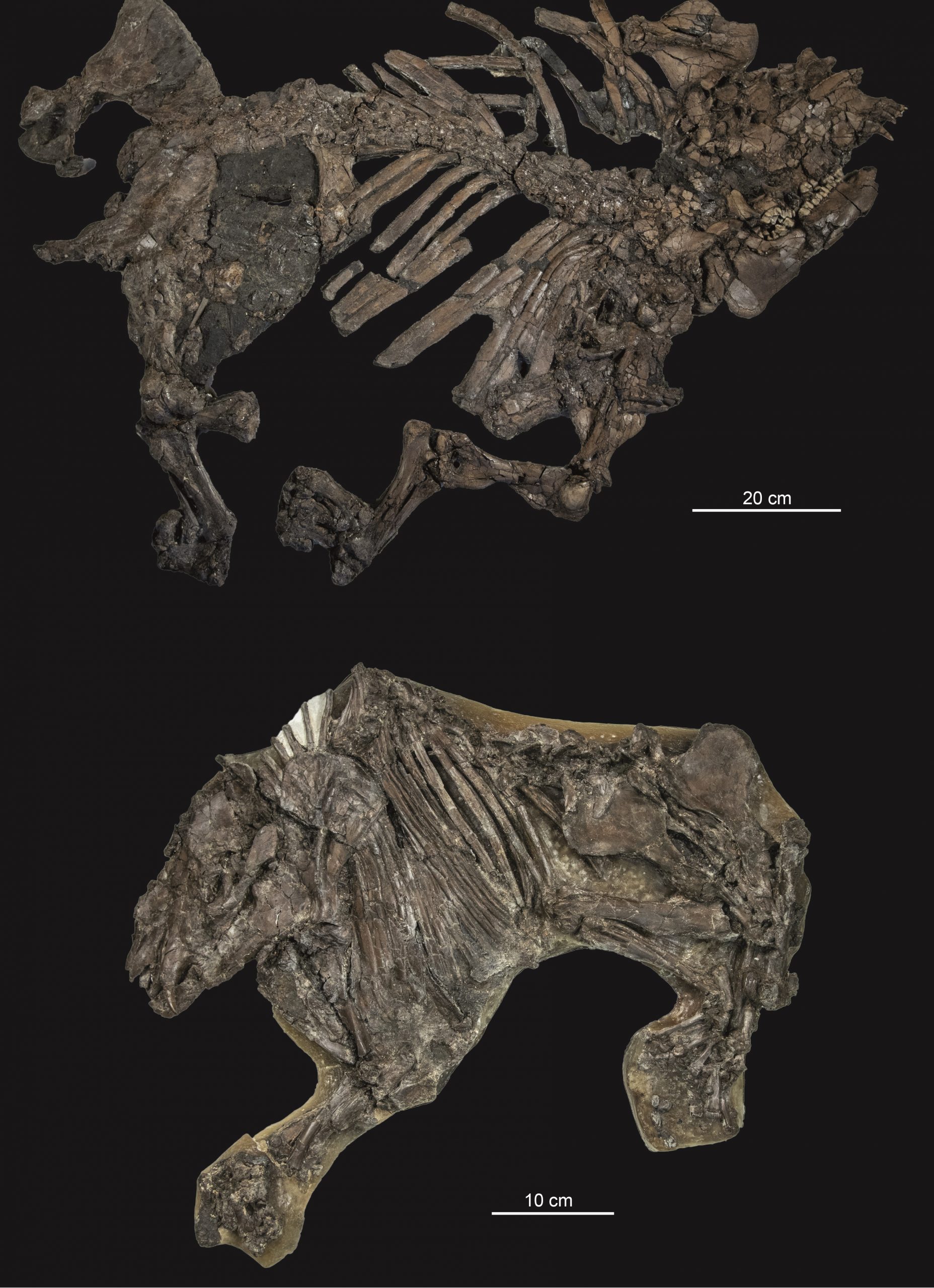 lophiodon_propalaeotherium_dr_oliver_wings.jpg