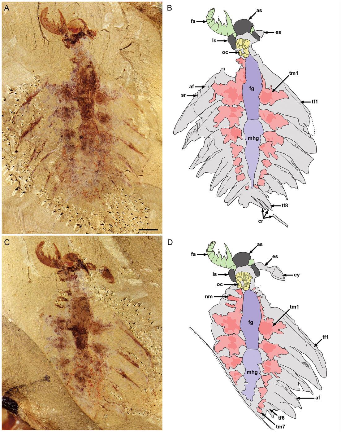 lyrarapax_unguispinus_maradvanya_csianni_liu_es_tarsai.JPG