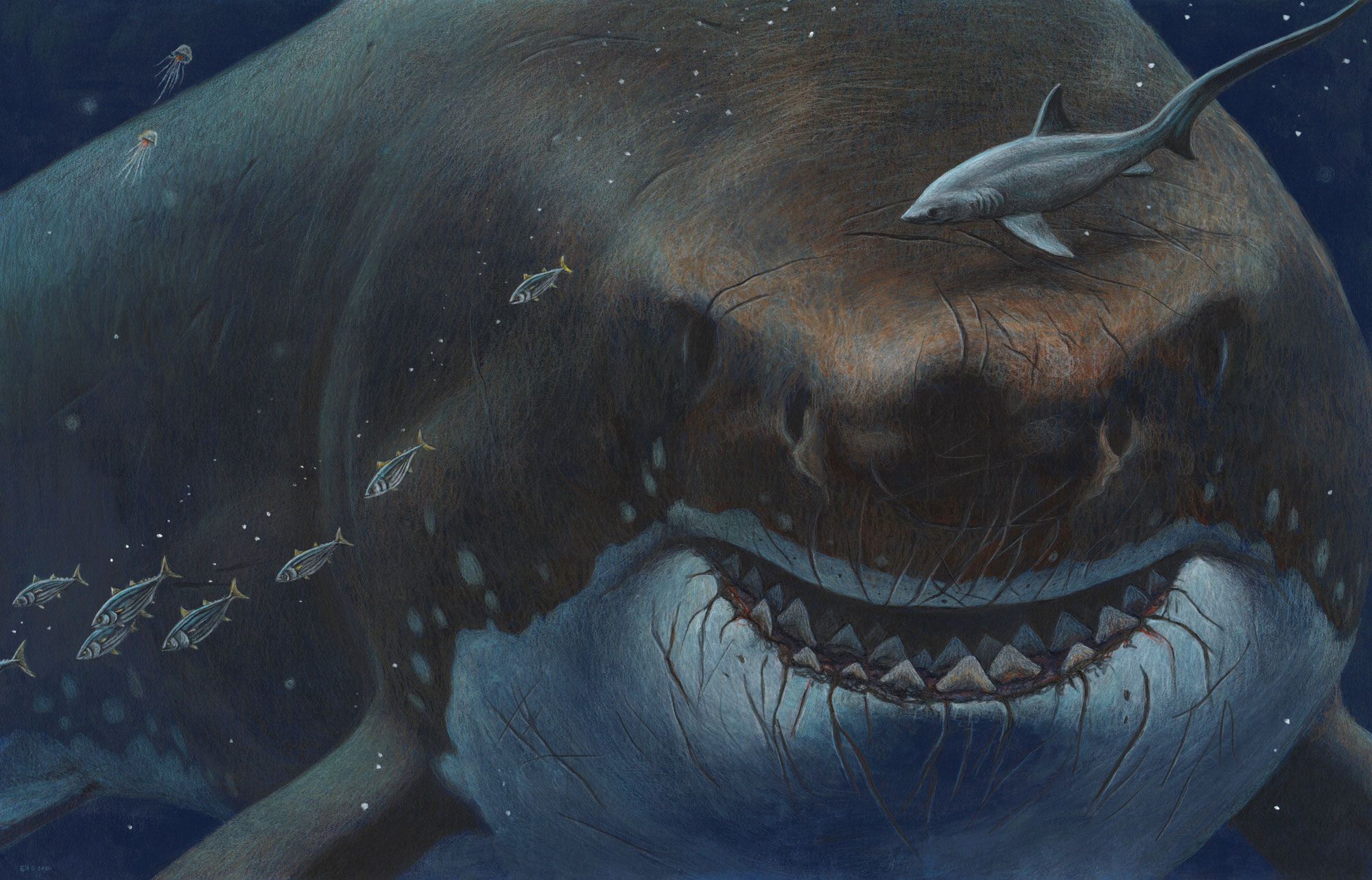 megalodon_esther_van_hulsen.jpg