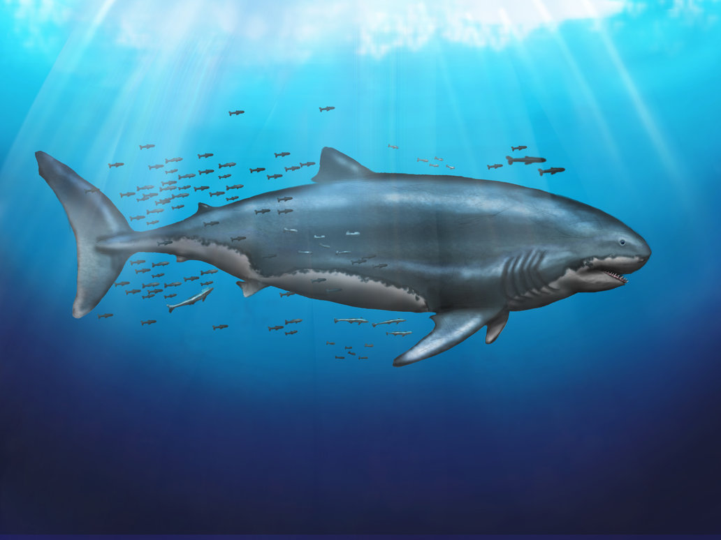 megalodon_lennart_klein.jpg