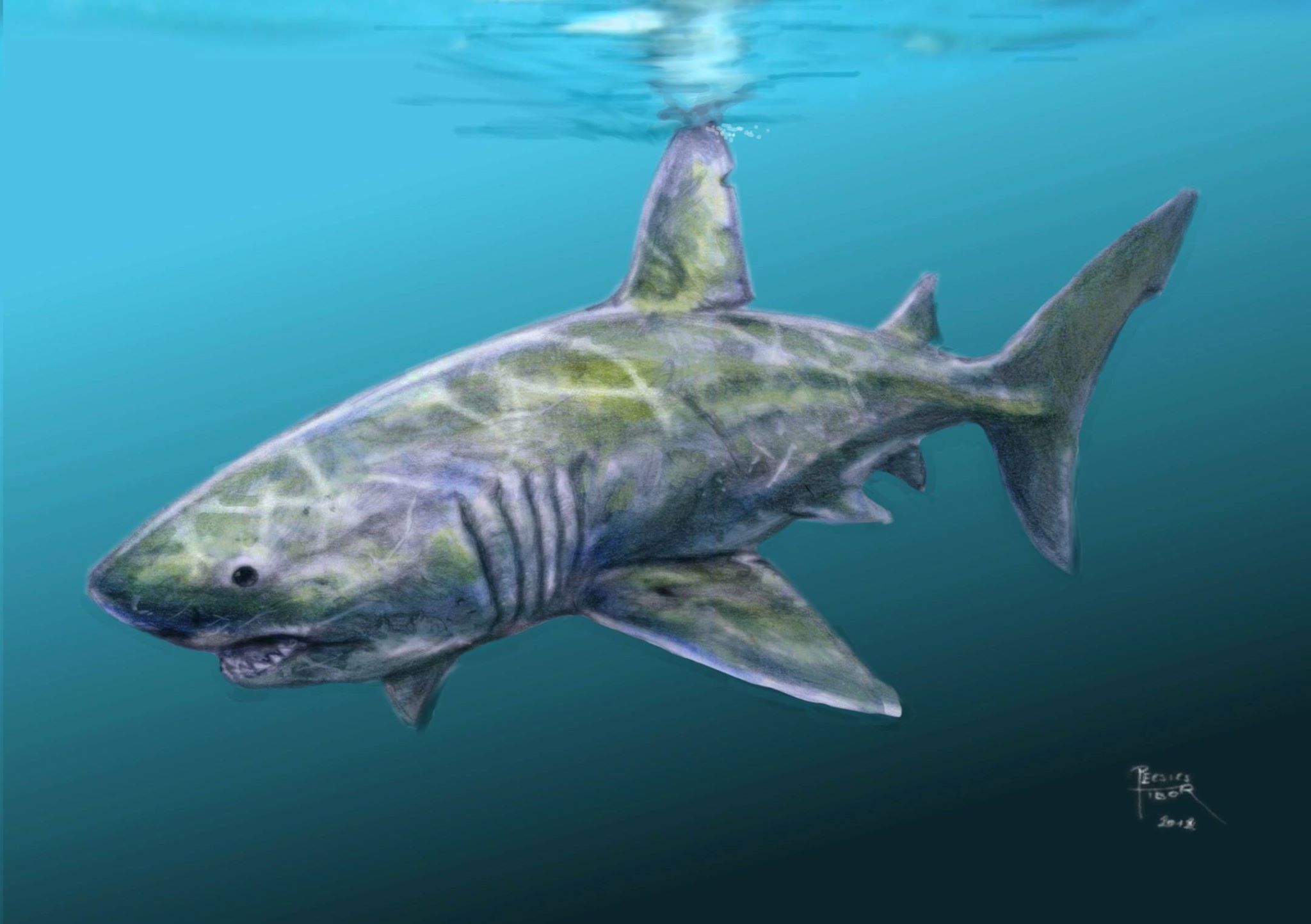 megalodon_pecsics_tibor.jpg