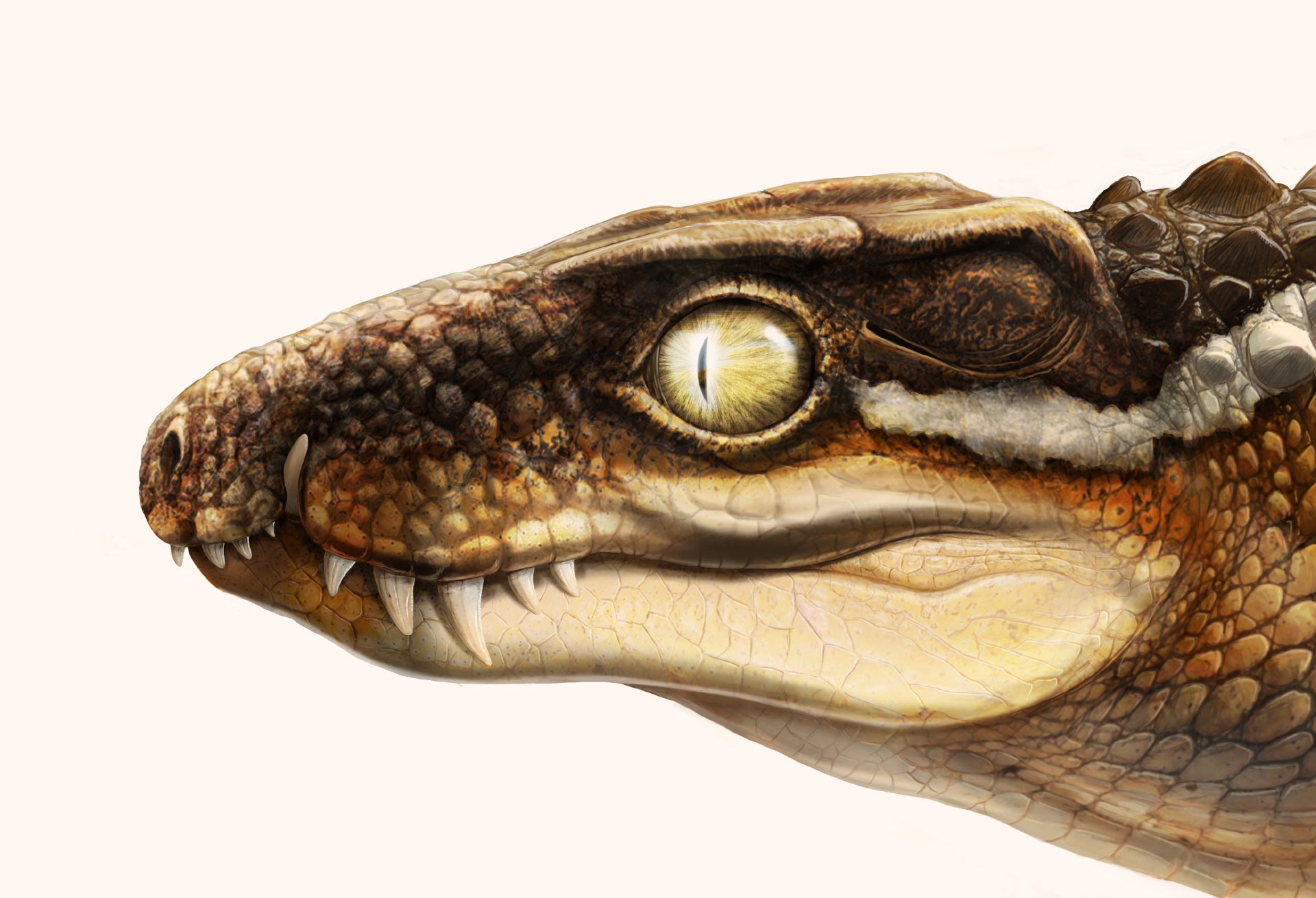 ogresuchus_furatus_aina_agn_s_amblas.jpg