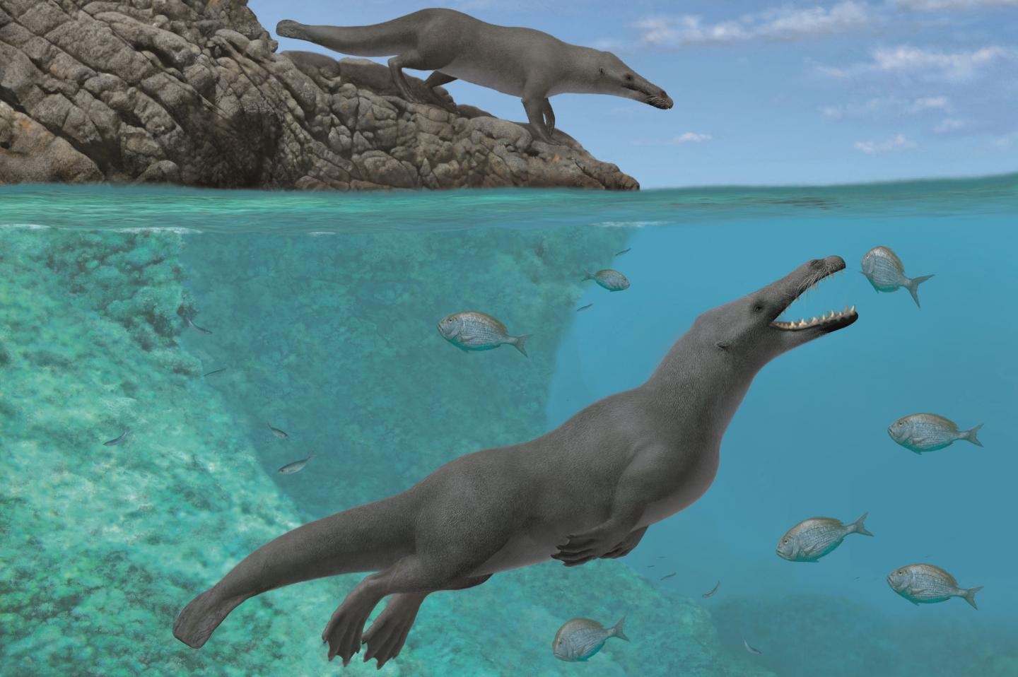 peregocetus_pacificus_alberto_gennari.jpg