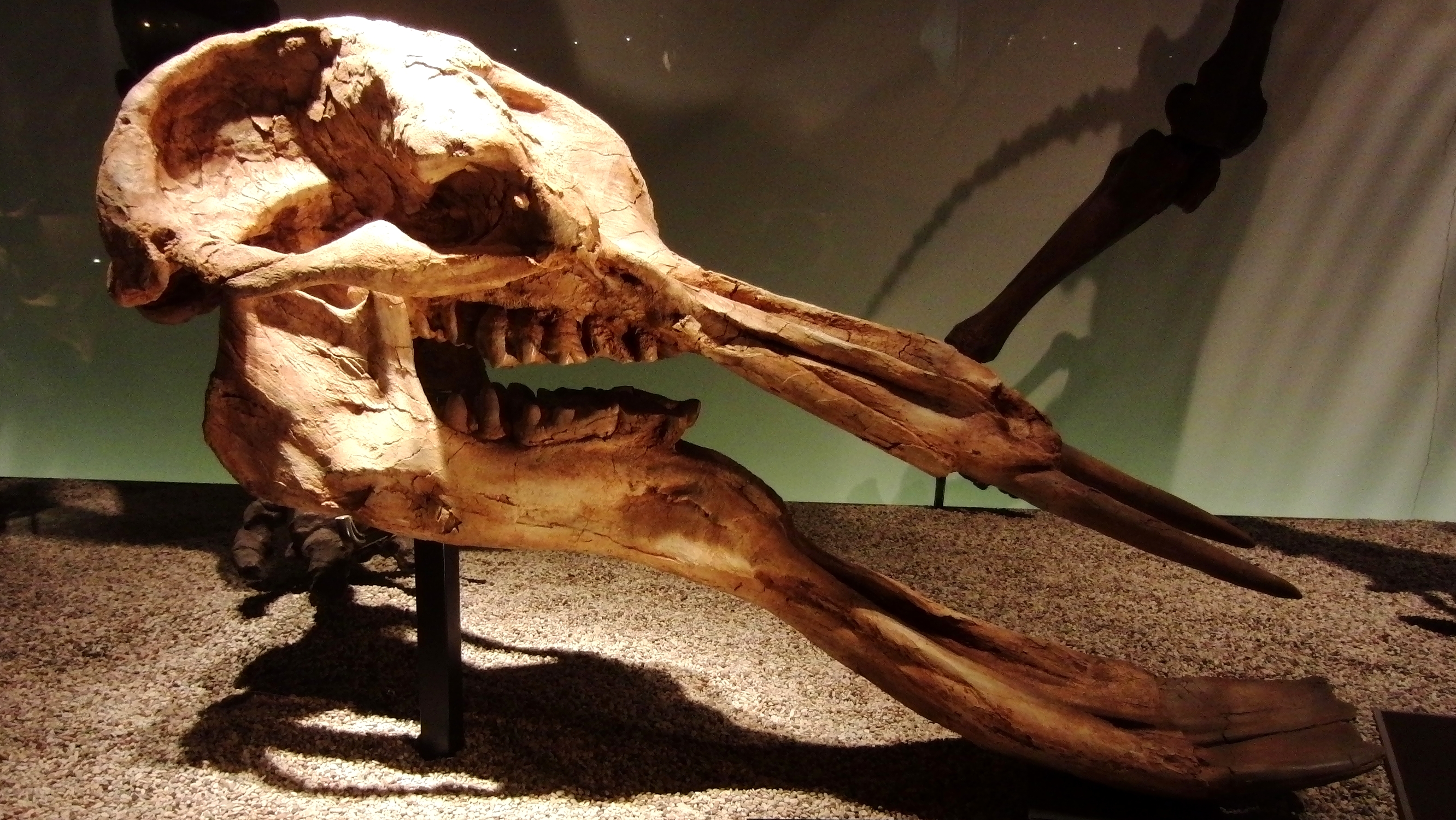 platybelodon_koponyaja_wikimedia.jpg