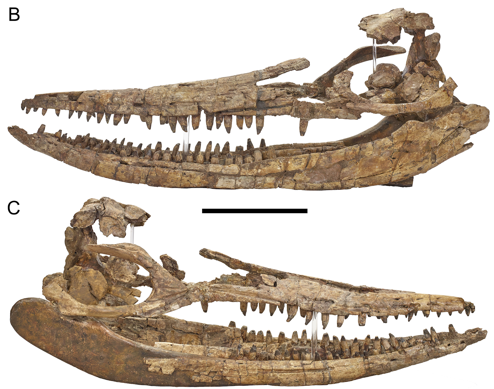 protoichthyosaurus_prostaxalis_koponyaja_dean_lomax_tarsai.png