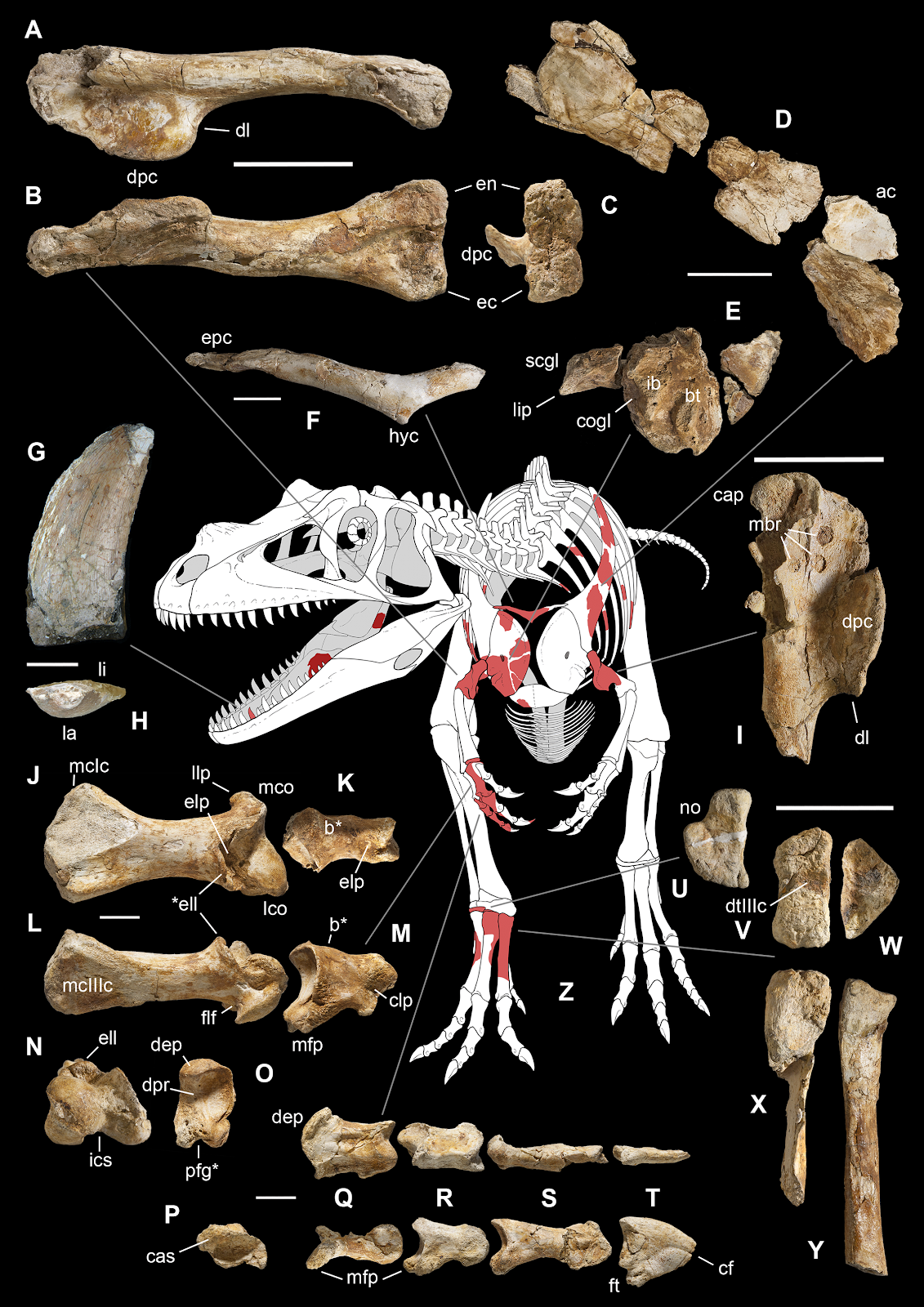 saltriovenator_kovuletek_es_rekonstrukcio_dr_cristiano_dal_sasso_tarsai.png