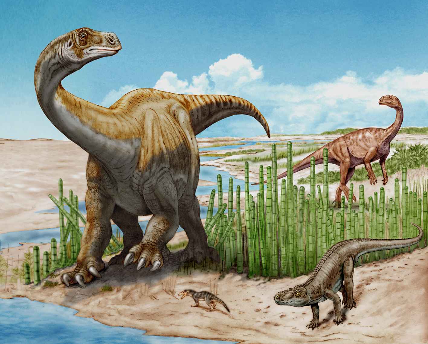 schleitheimia_plateosaurus_beat_scheffold.jpg