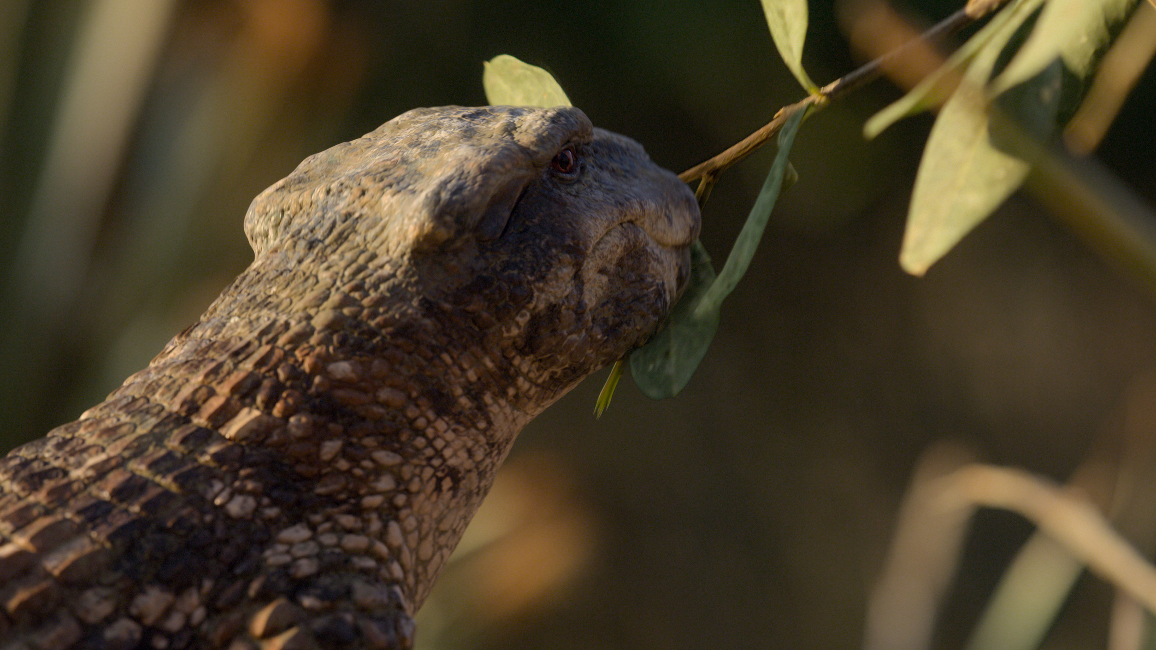 simosuchus_apple_tv.jpg