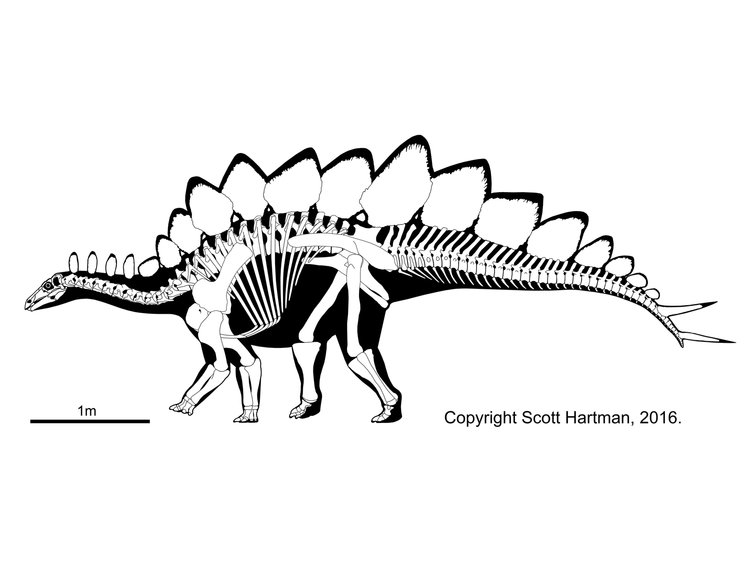 stegosaurus_rekonstrukcio_scott_hartman.jpg