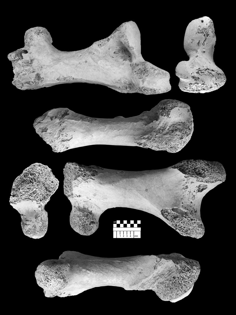 vorombe_titan_csontjai_zoological_society_of_london.jpg