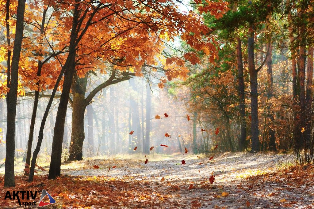 stock-photo-fall-in-the-park.jpg