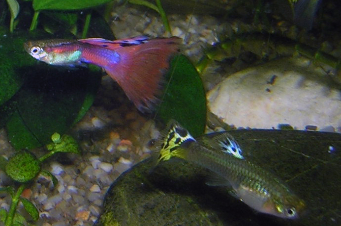 guppy-male-and-female.jpg