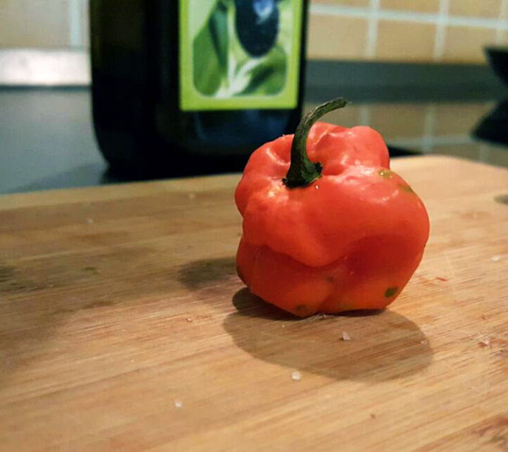 bhut_jolokia.jpg