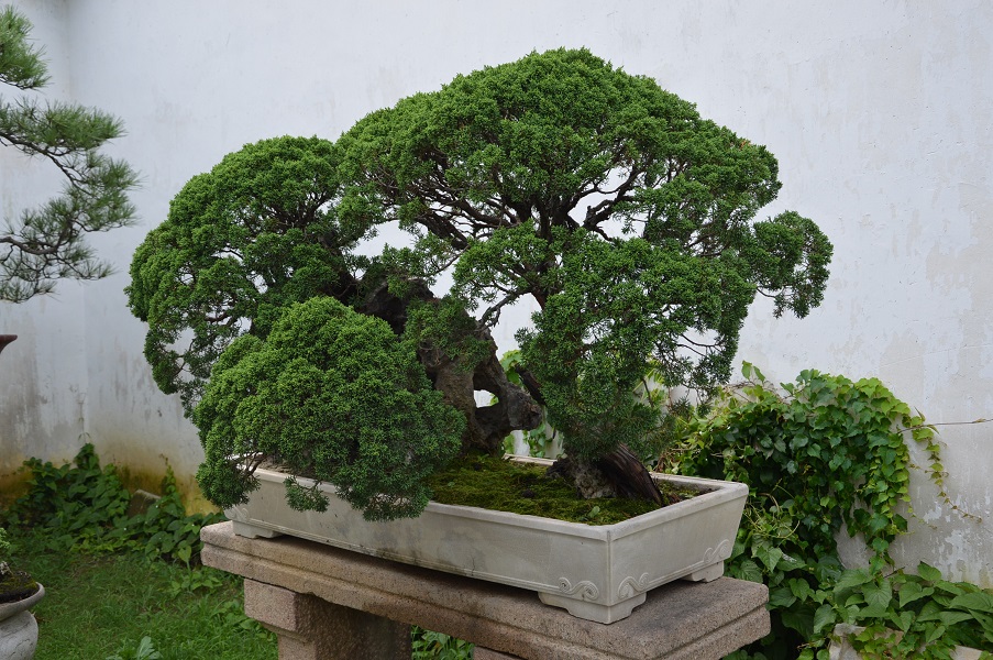 bonsai3.jpg