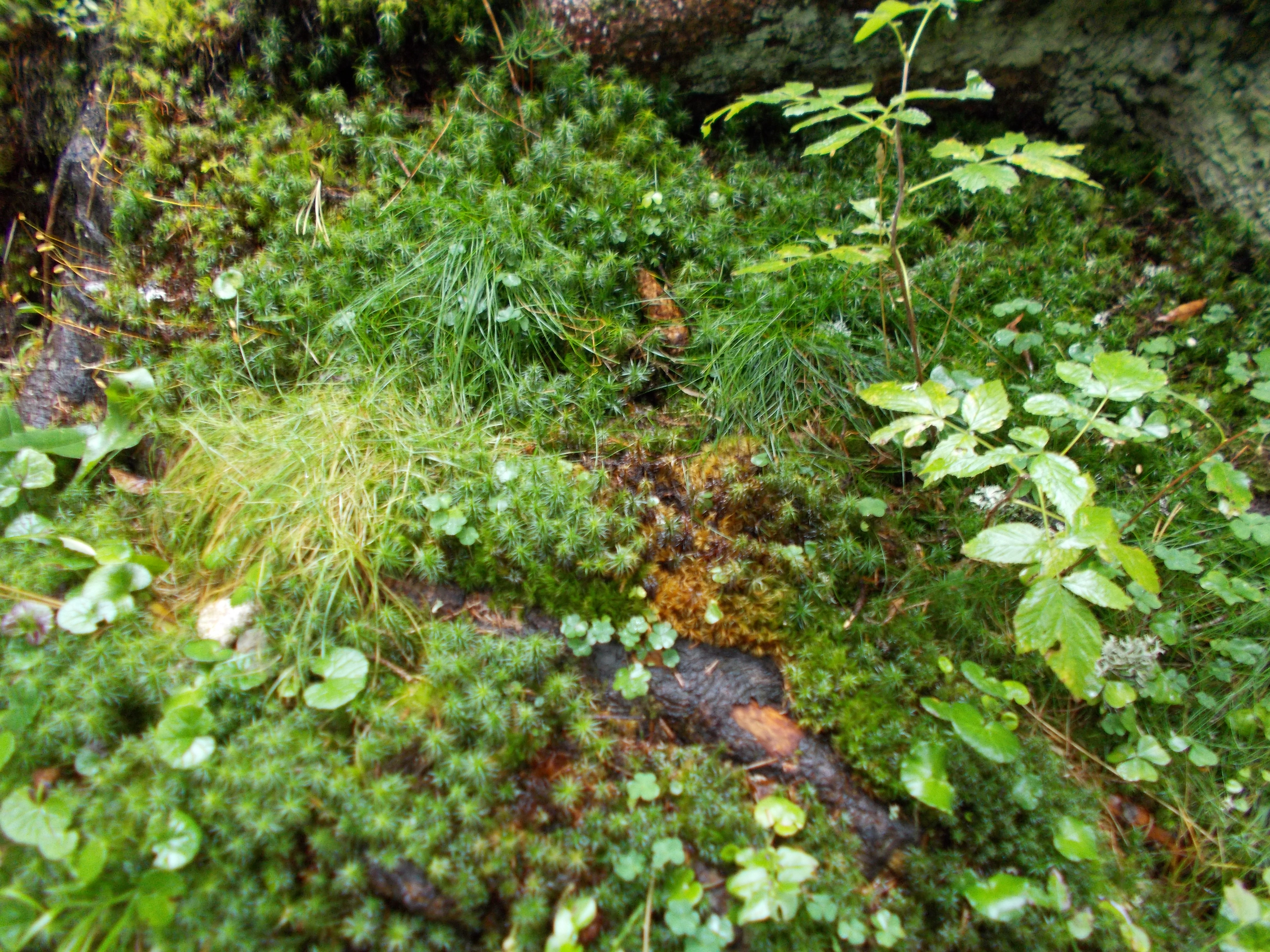 dscn0063.JPG