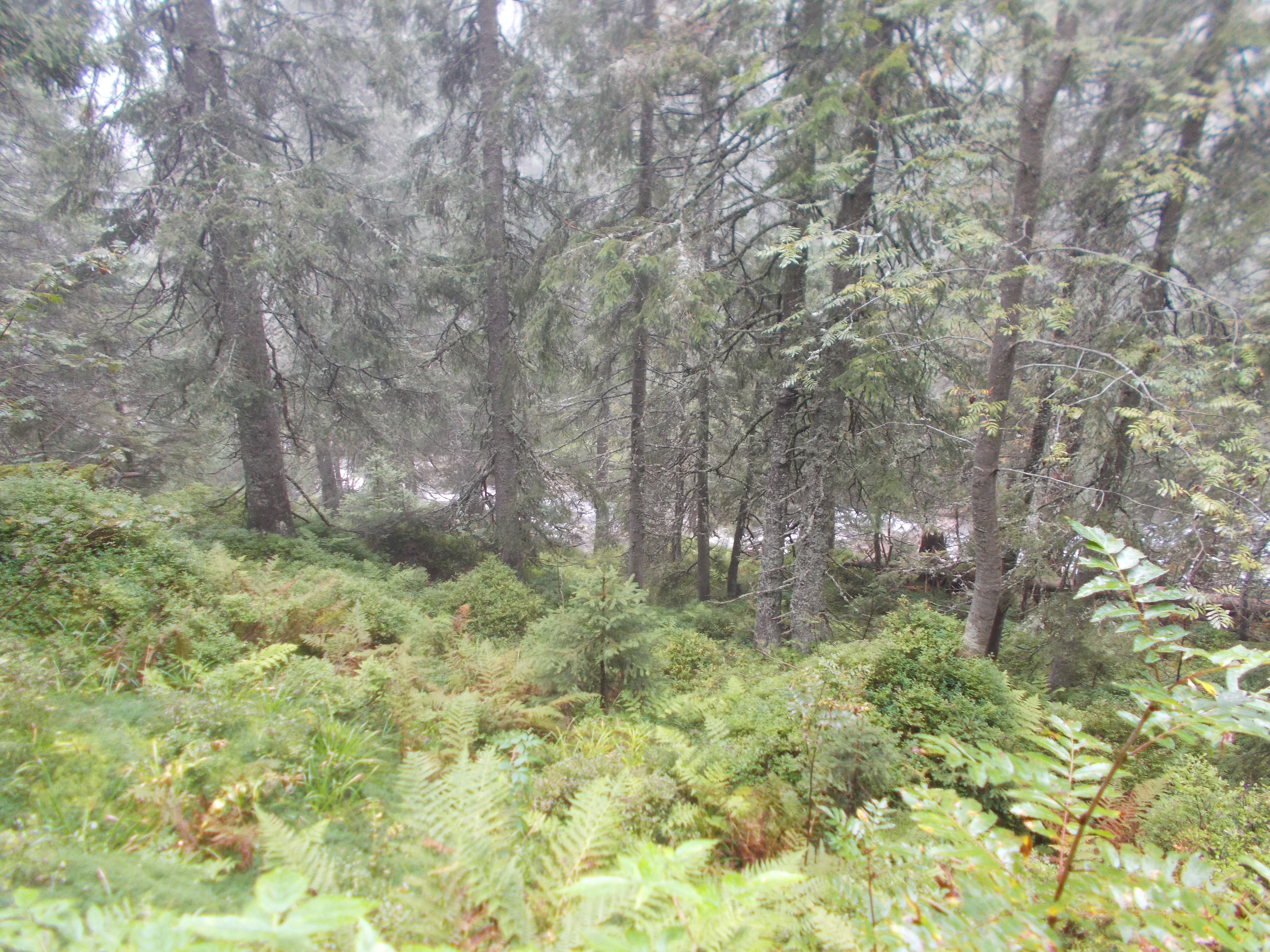 dscn0116.JPG