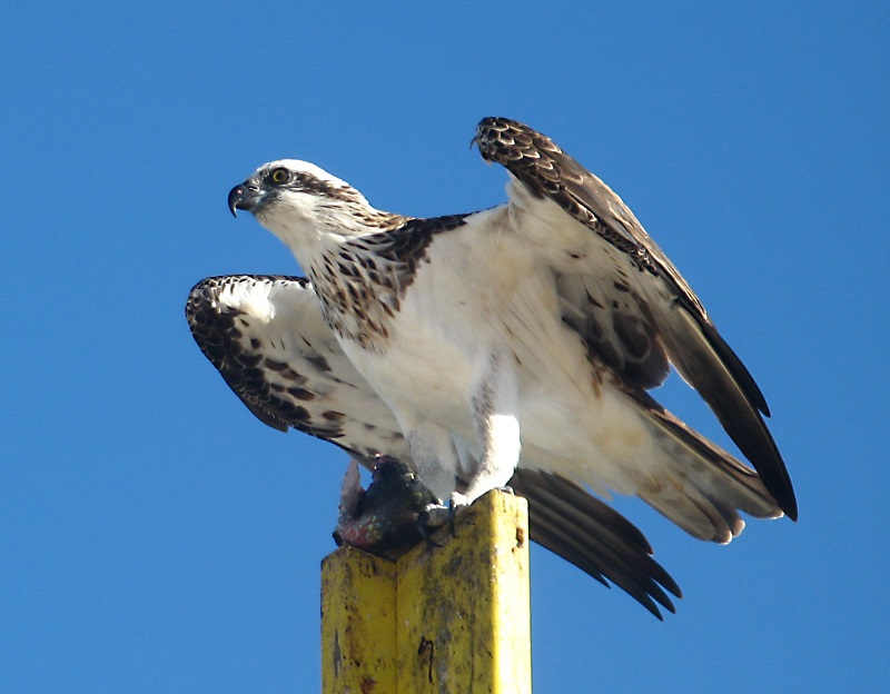 female_pandion_nagykep.jpg