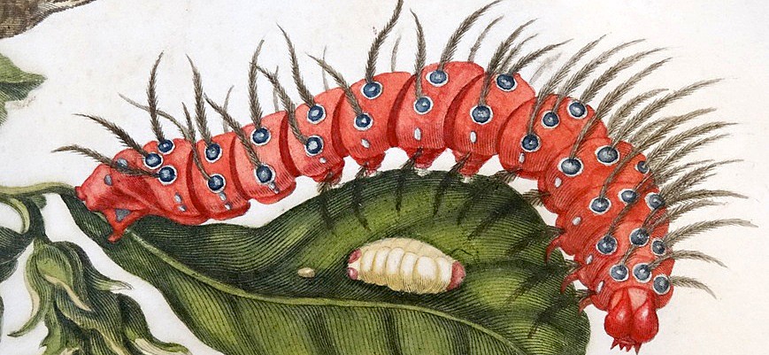 merian-catterpillar-869x401.jpg