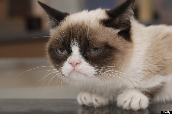 o-grumpy-cat-570.jpg