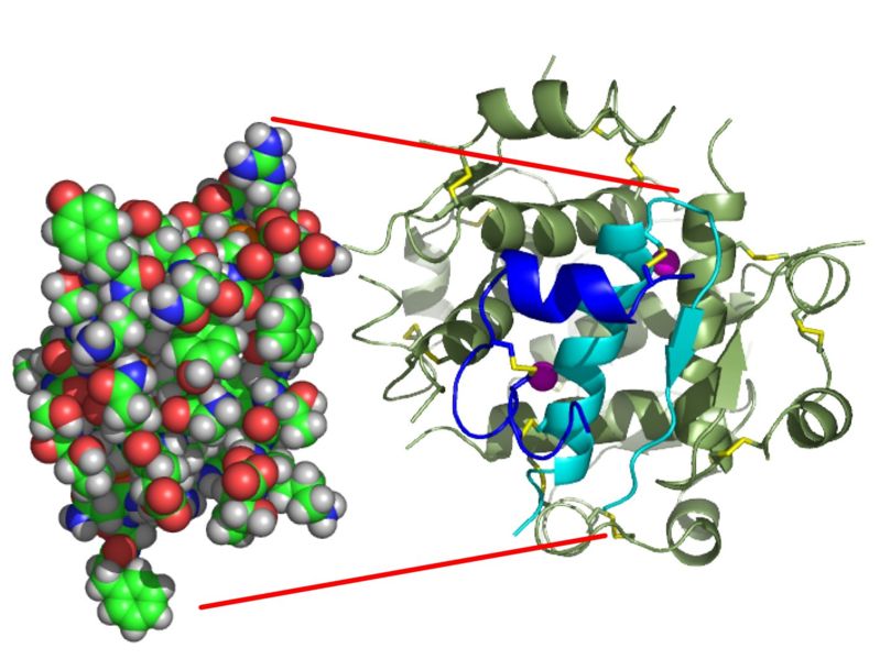 inzulin_monomer.jpg