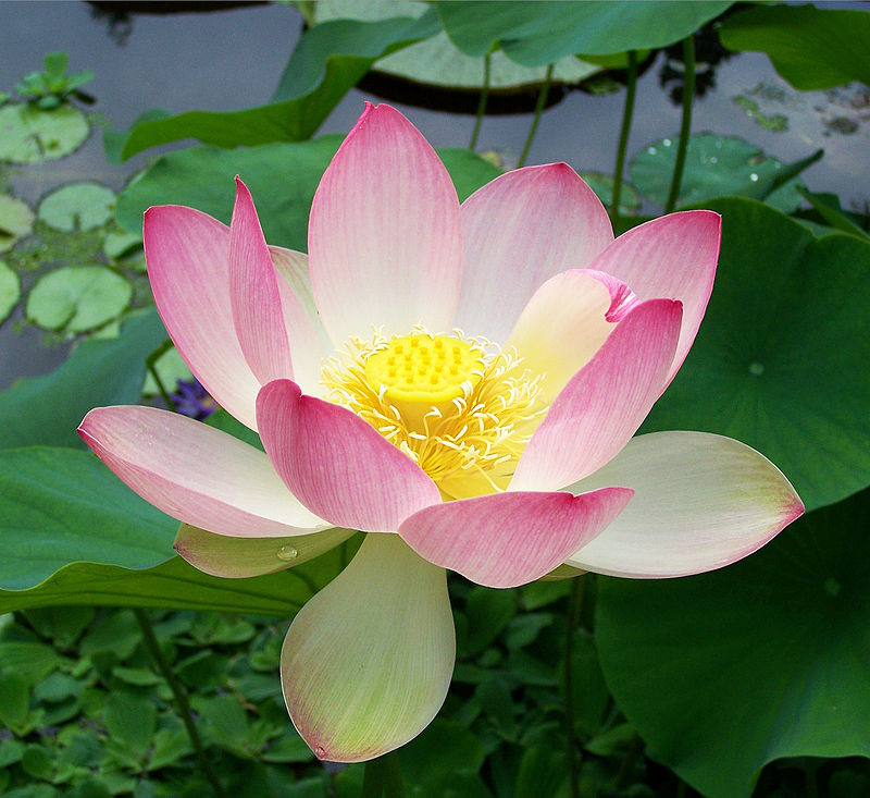 800px-sacred_lotus_nelumbo_nucifera.jpg