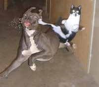 a.aaa-Kung-fu-pose-with-cat-and-do_1.jpg
