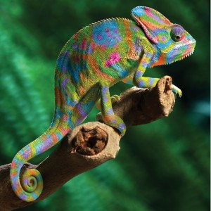 Kameleon-1-300x300.jpg