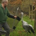 Rohamrendőrpajzsokkal védekeznek a darvak ellen egy brit állatkertben