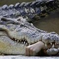 Krokodilsejtés Bajorországban